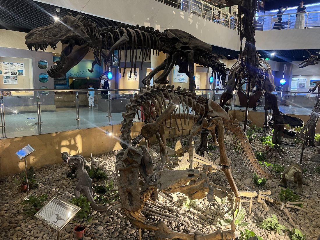 Палеозоологический музей Китая