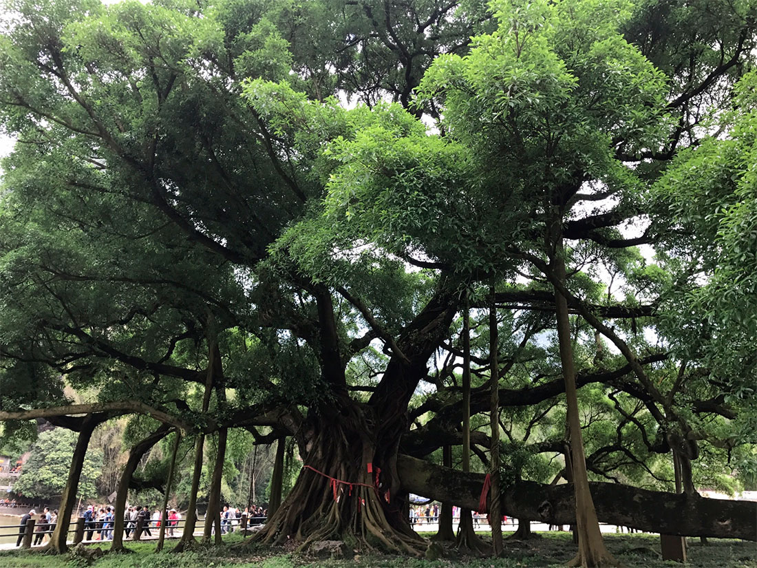 Большое дерево баньян
