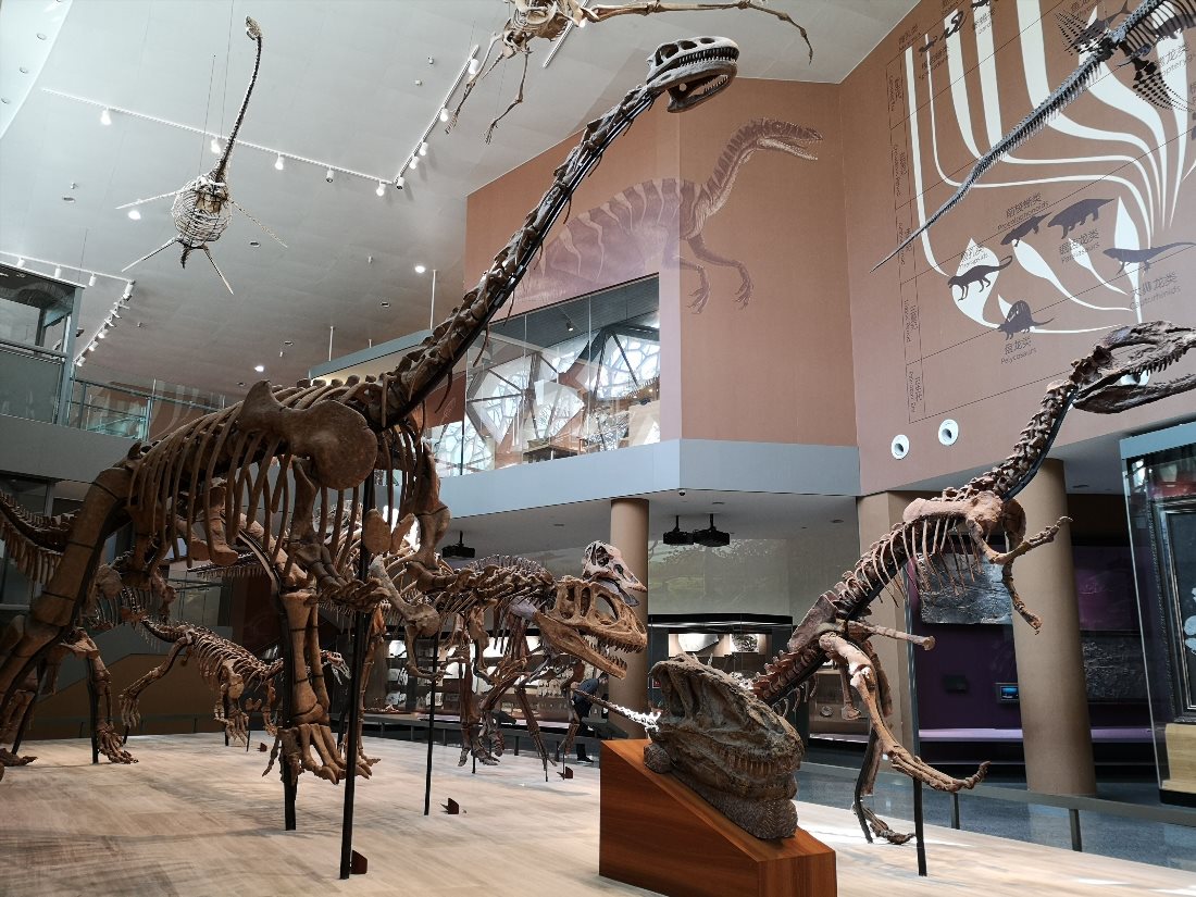 Шанхайский музей естественной истории (Shanghai Natural History Museum (Jing'an))