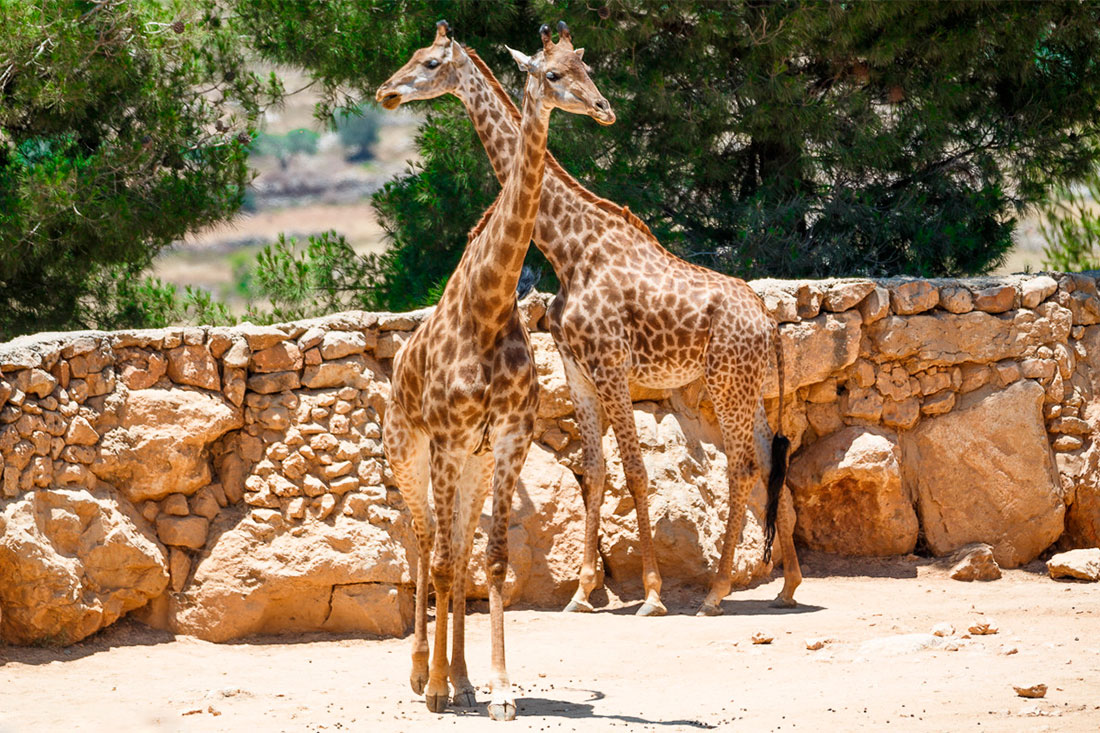 Иерусалимский библейский зоопарк 