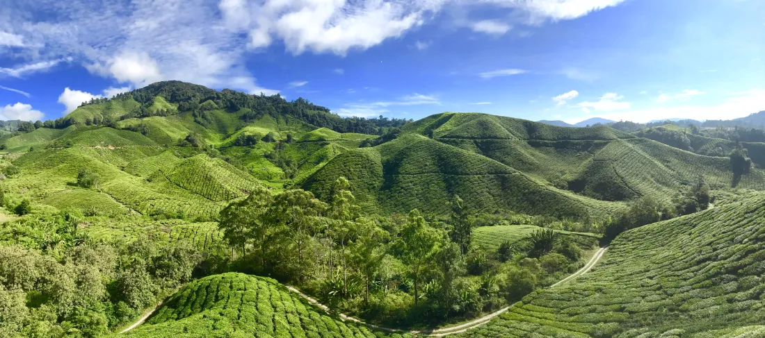 Нагорье Камерон (Cameron Highlands)