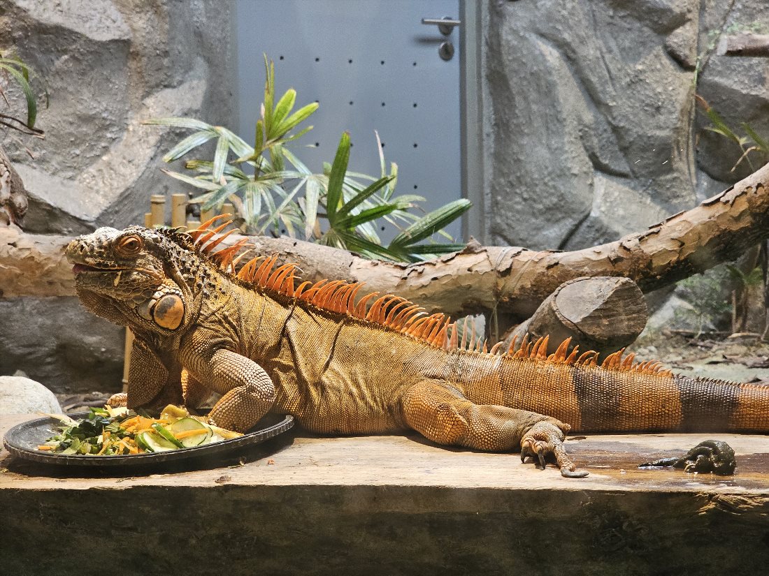 Манильский Зоопарк и Ботанический Сад (Manila Zoo and Botanical Garden)