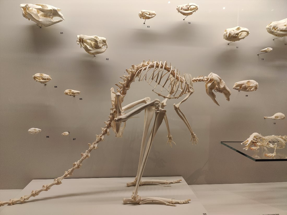 Ли Кон Чиан музей естественной истории (Lee Kong Chian Natural History Museum)