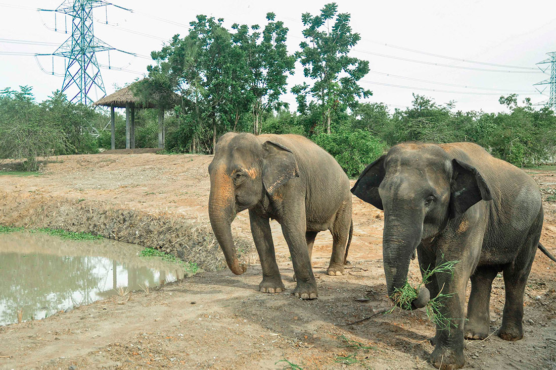 Фонд друзей дикой природы Таиланда – Центр спасения животных и питомник слонов