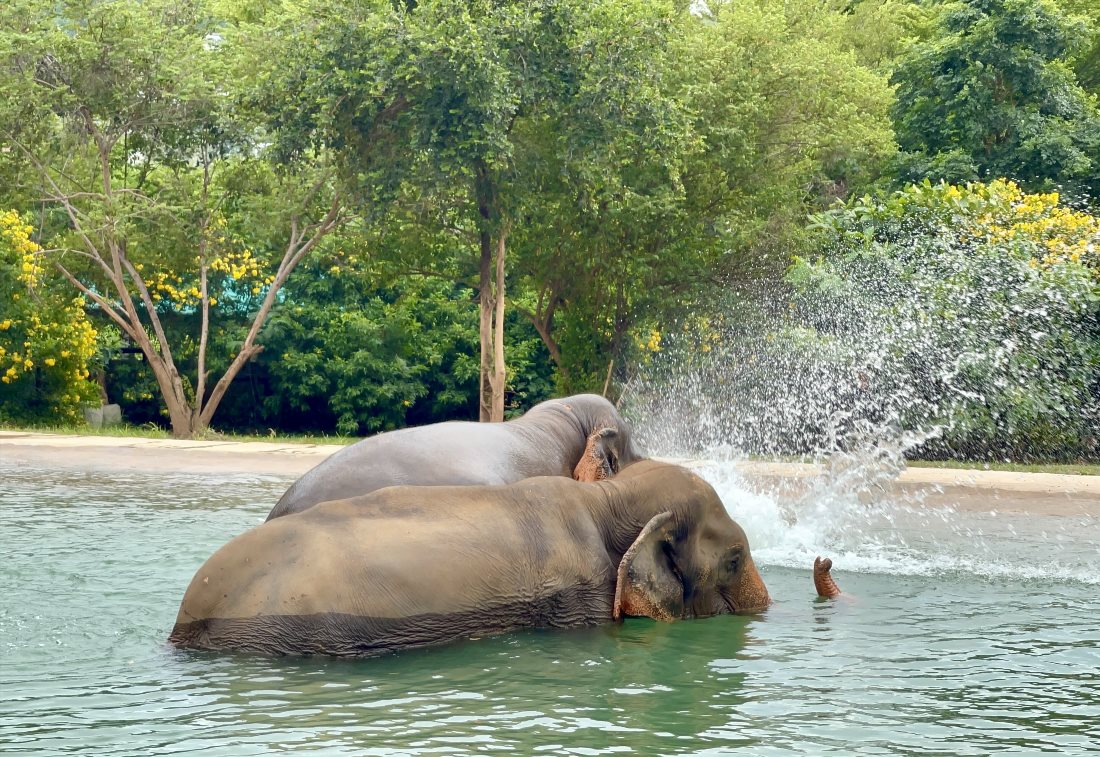 Заповедник Samui Elephant Sunctuary