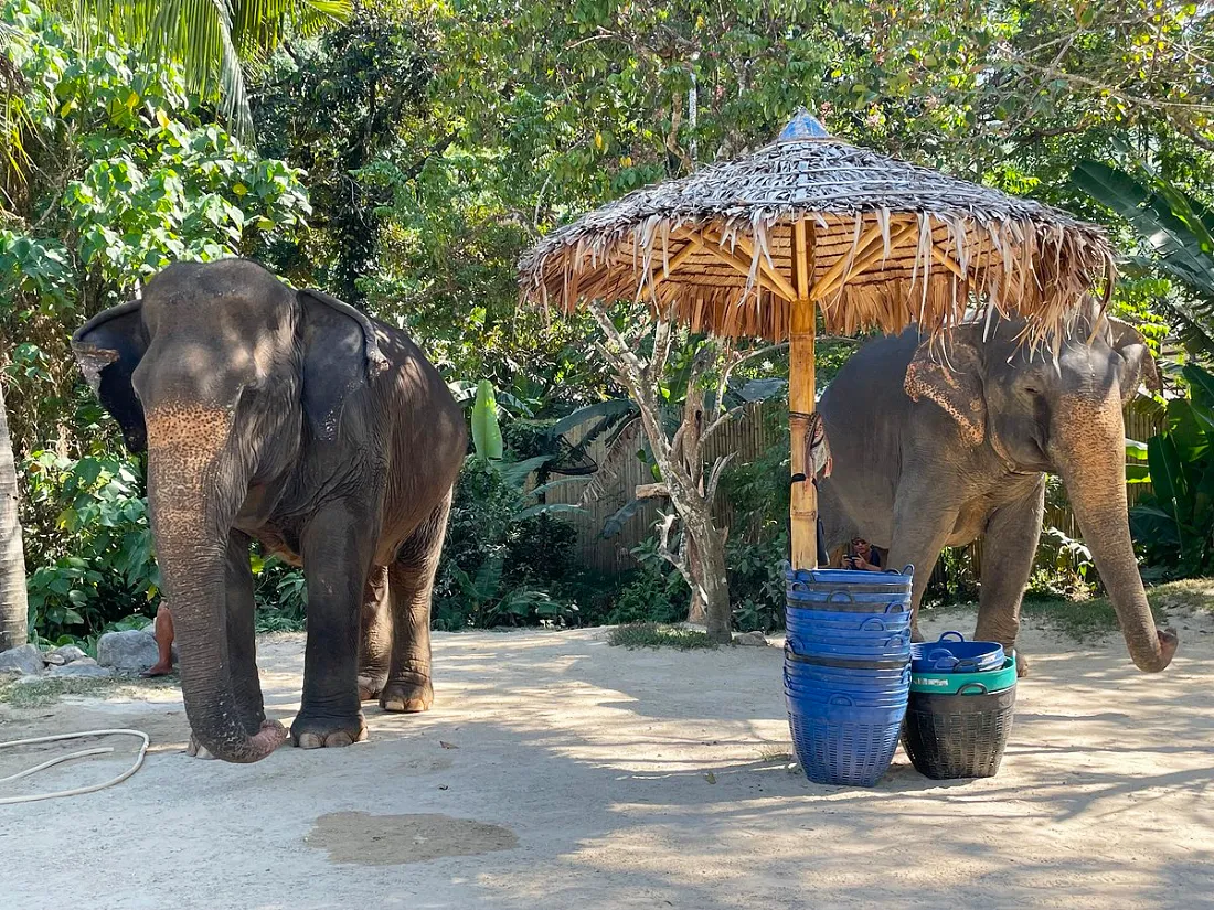 Заповедник «Green Elephant Sanctuary Park»