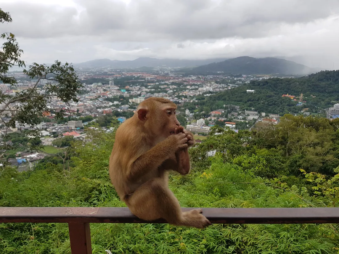 Обезьяний холм (Monkey Hill Viewpoint)