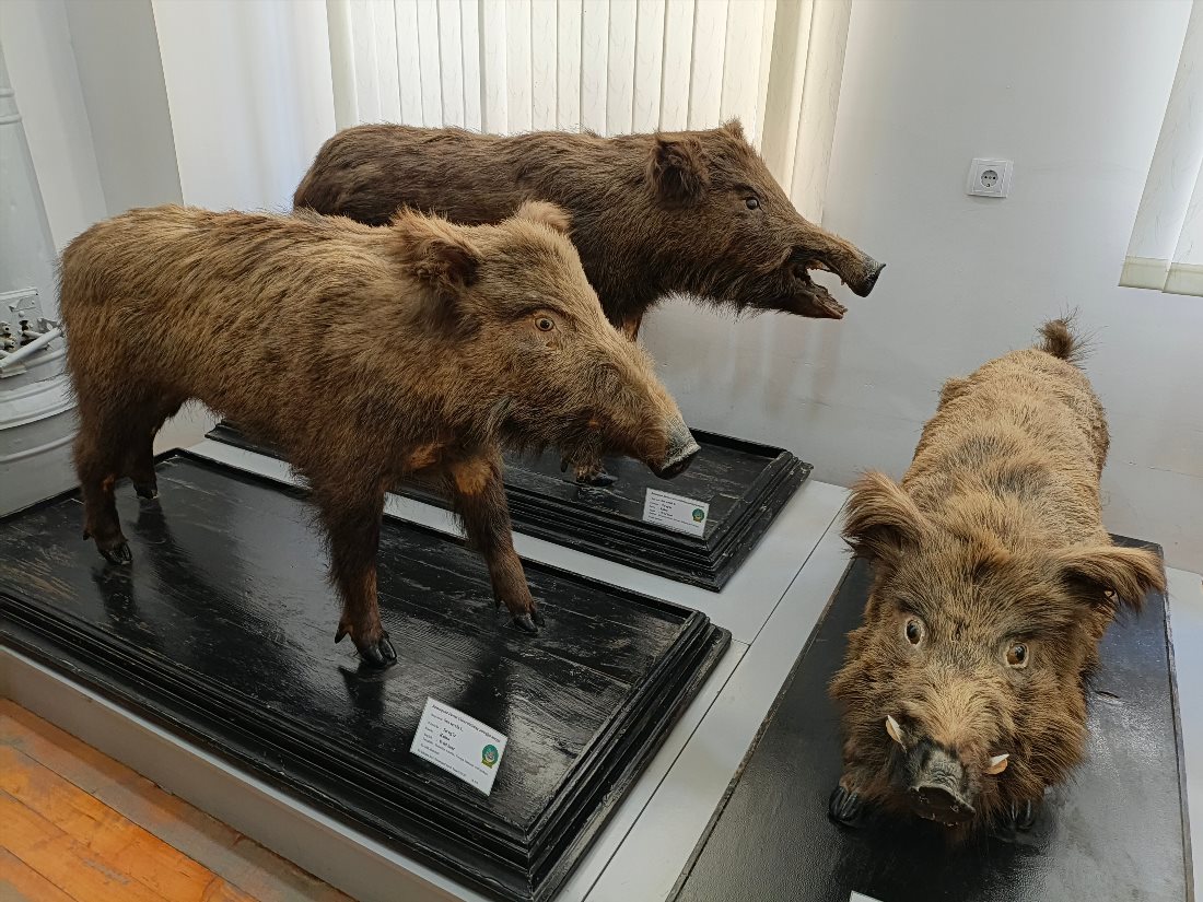 Зоологический музей