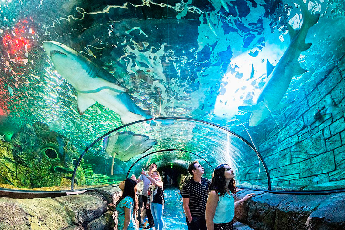 Сиднейский аквариум "Морская жизнь" 