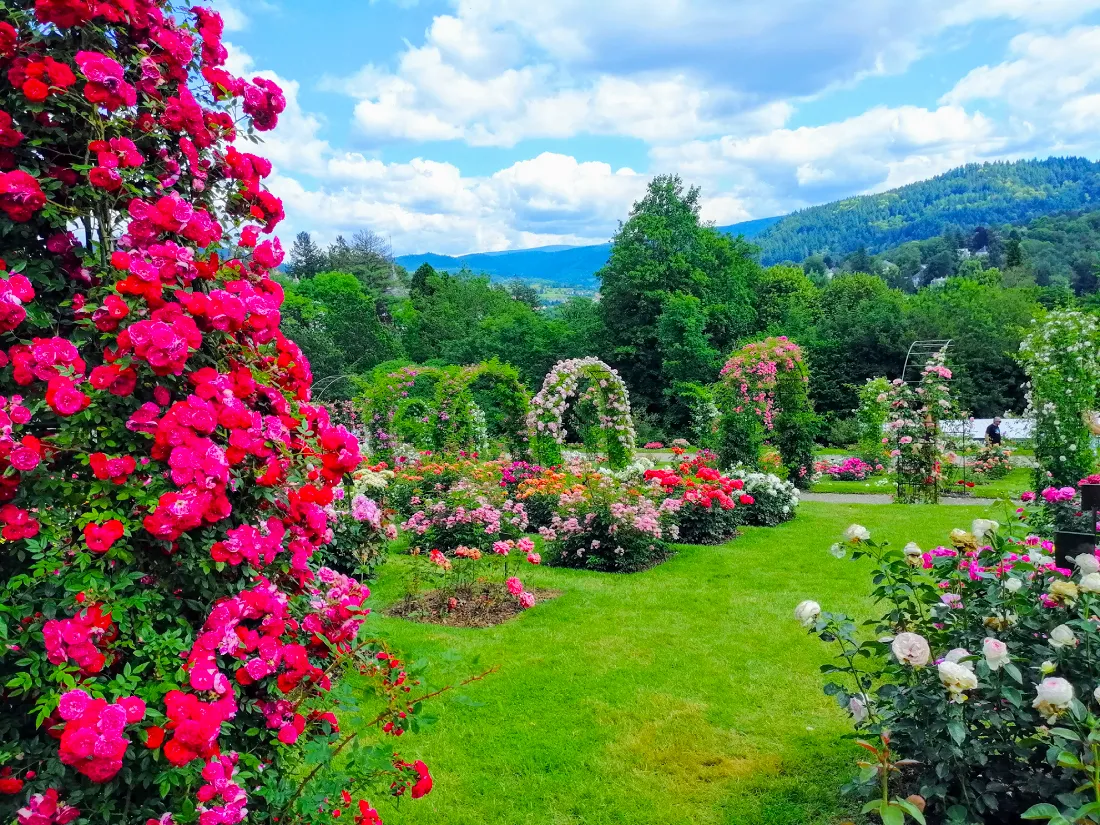 Розеннойхайтенгартен ауф дем Бойтиг (Rose Society Garden (New Rose Garden))