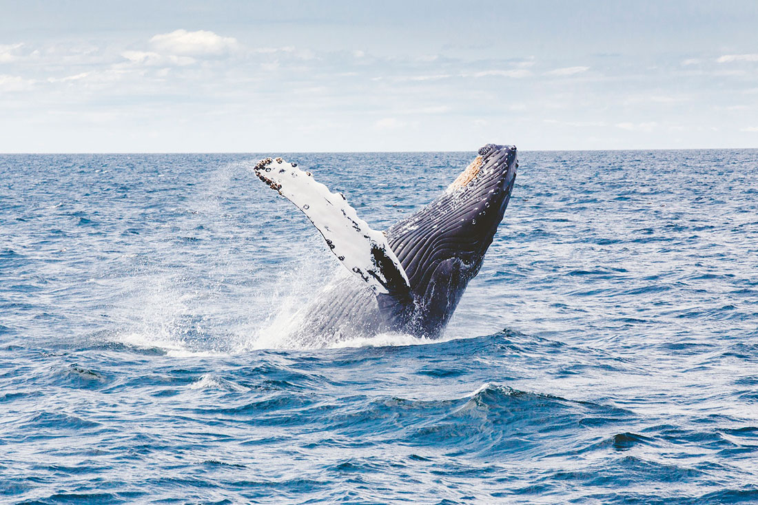 Наблюдение за китами и буревестниками