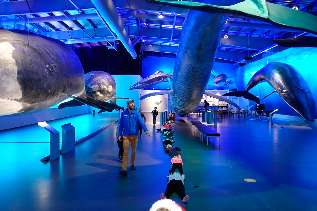Музей китов Исландии