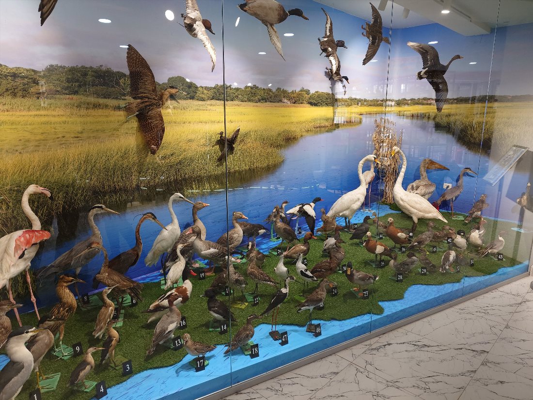 Музей «Природа Прикаспия»