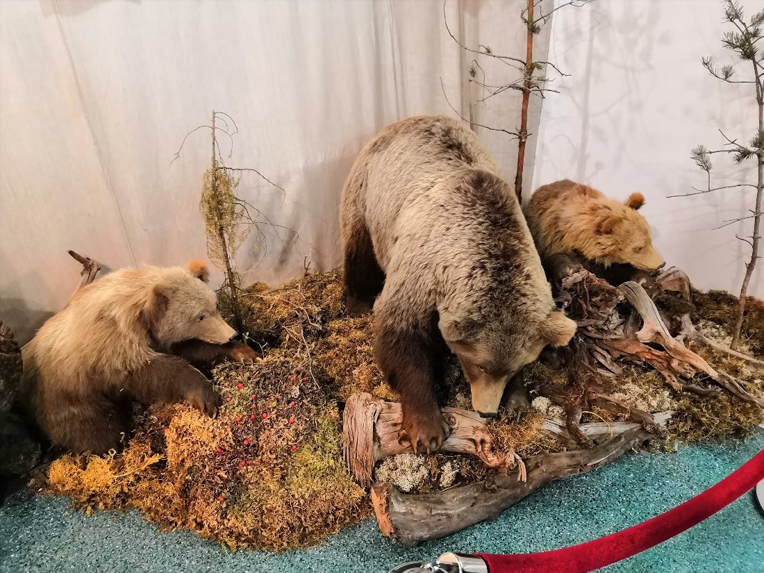 Музей природы Костромской области