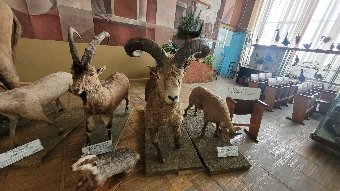 Зоологический музей ДГУ