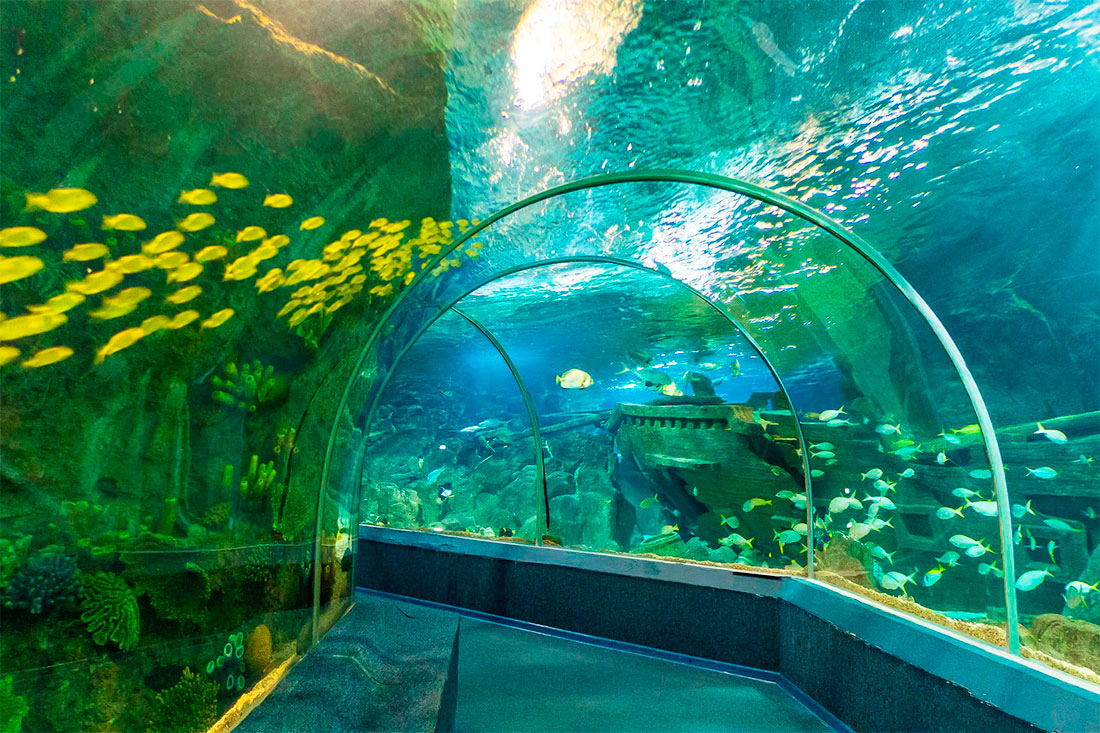 Океанариум «Sochi Discovery World Aquarium»