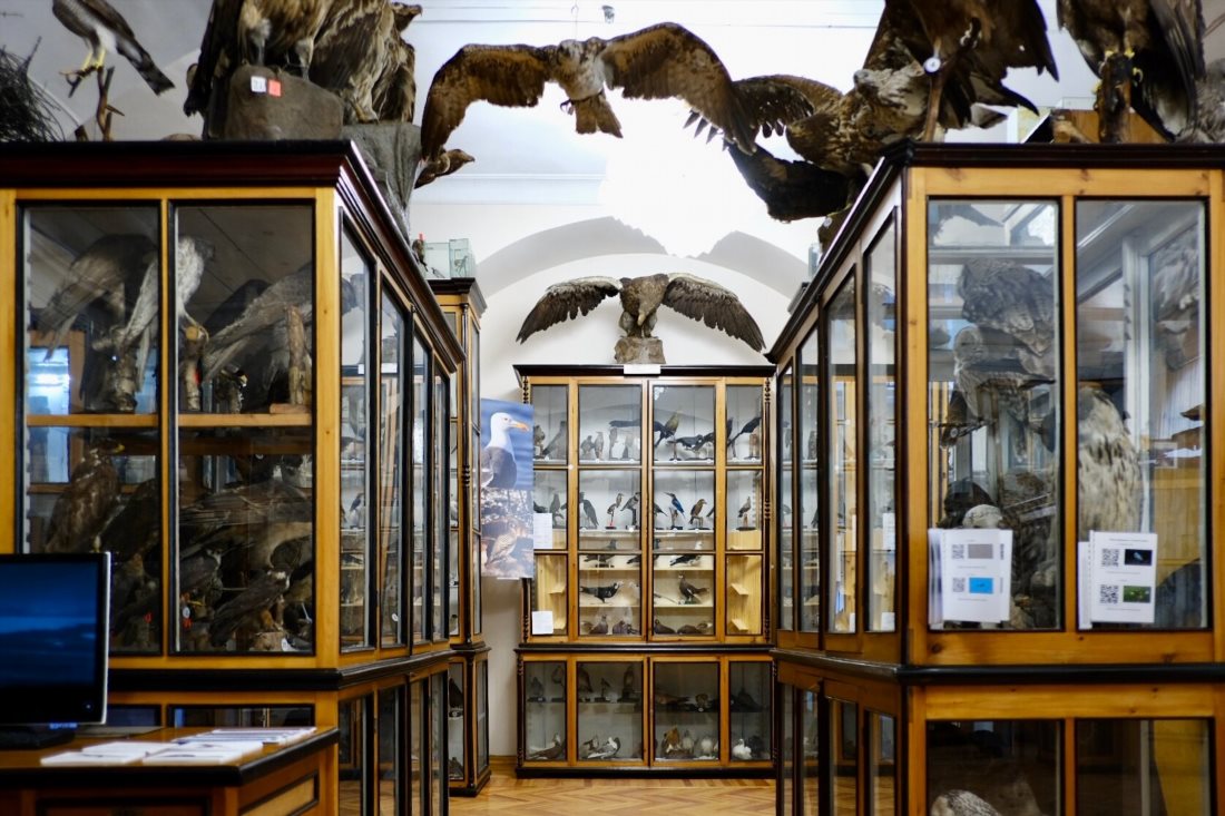 Зоологический музей (ТГУ)