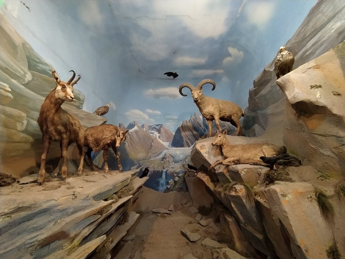 Отдел природы Национального музея РСО-А