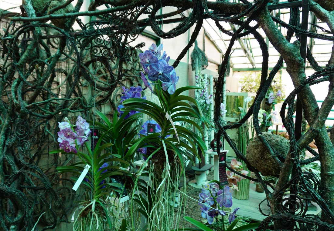 Музей орхидей