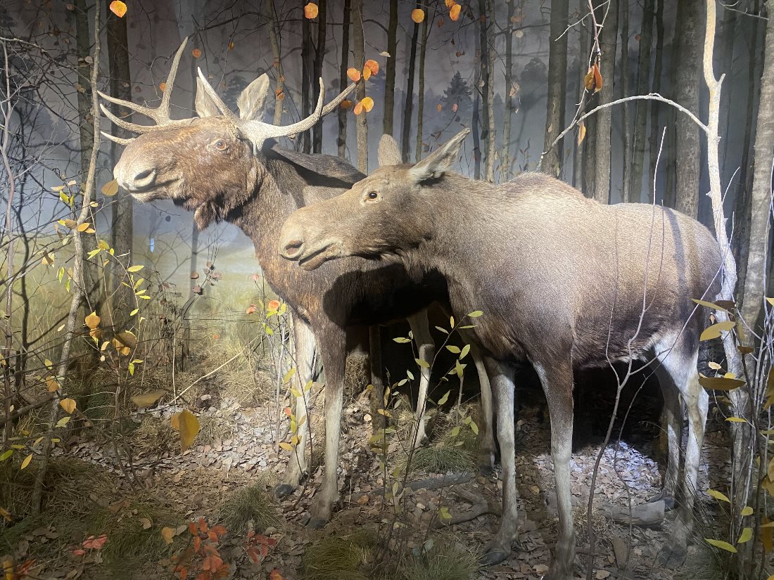 Национальный музей Республики Марий Эл им. Тимофея Евсеева