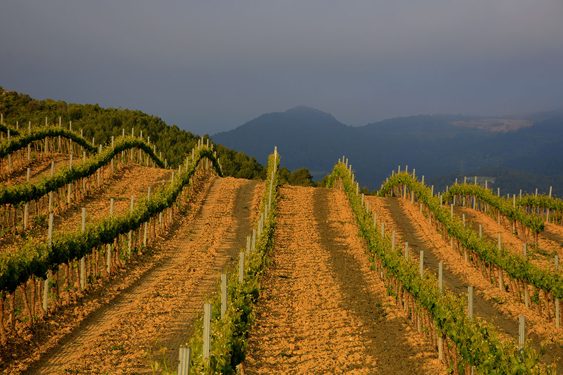 Винодельческий регион провинции Таррагона