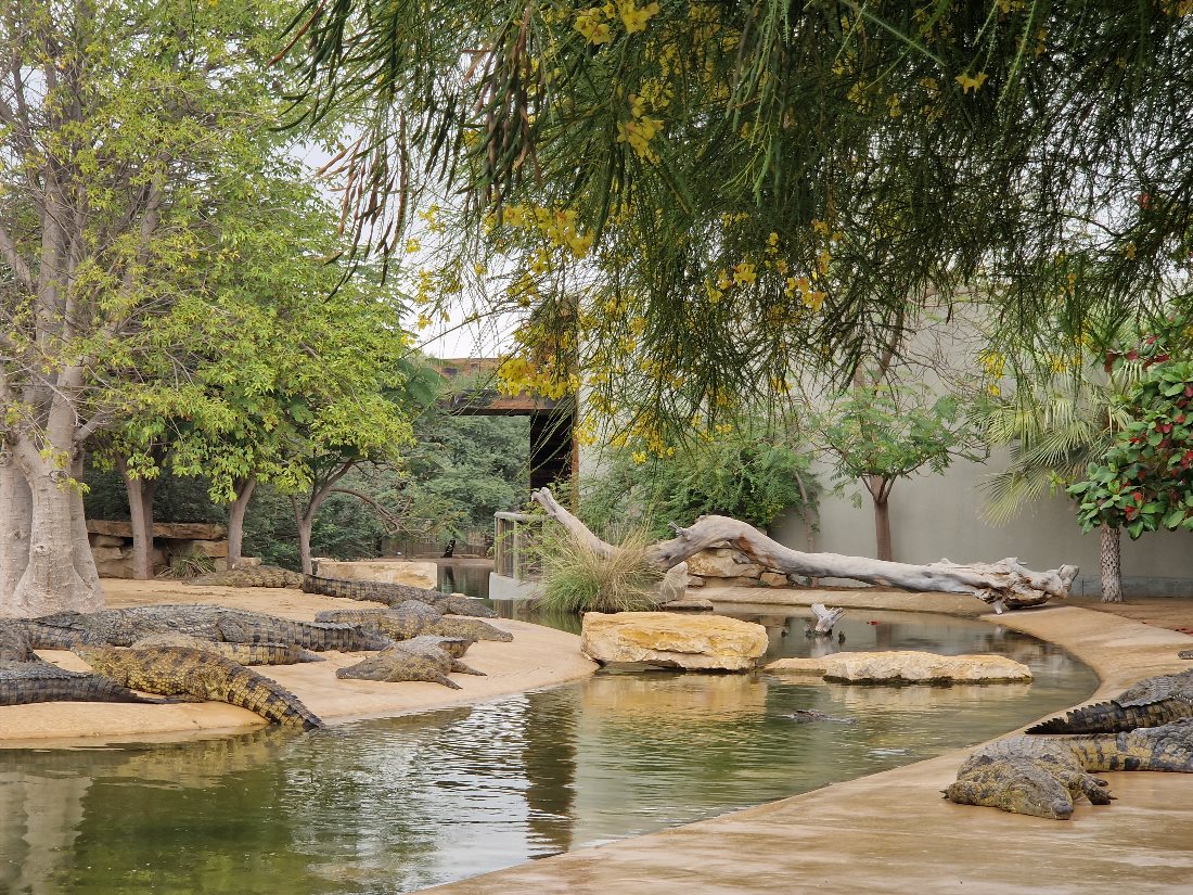 Dubai Crocodile Park