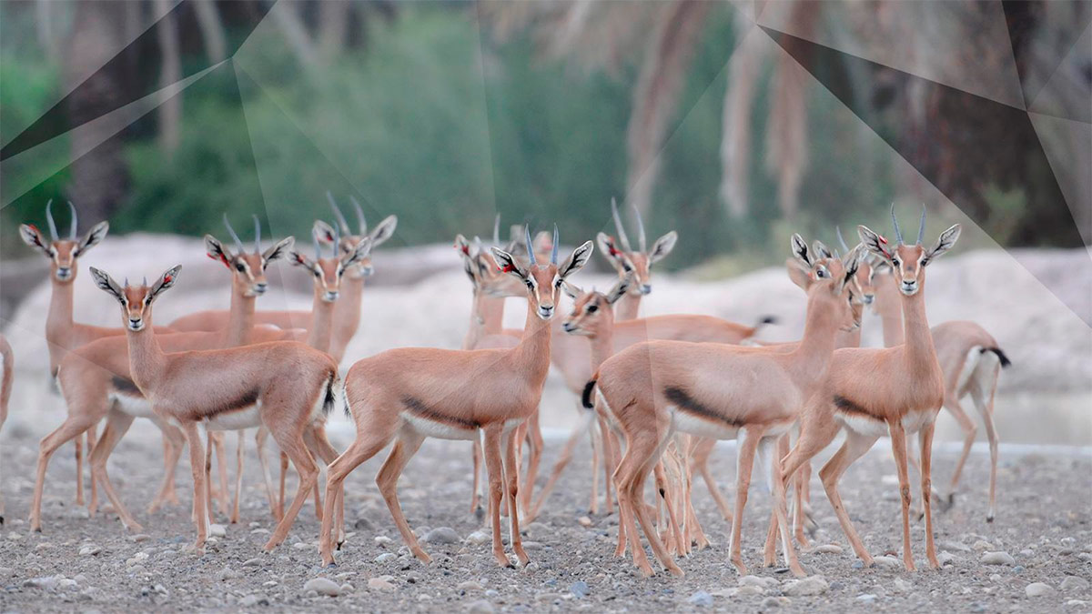 Центр охраны дикой природы Эль-Хефайя