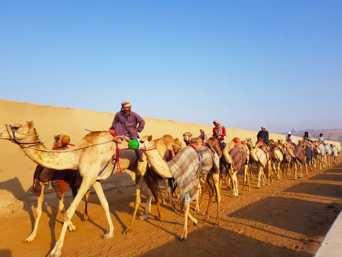 Верблюжий ипподром Al Sawan Camel Race
