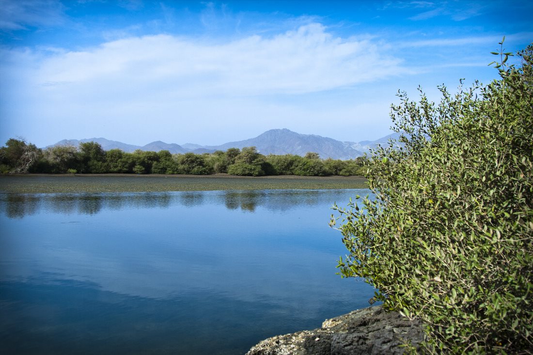 Заповеднике «Al Qurm Nature Reserve»