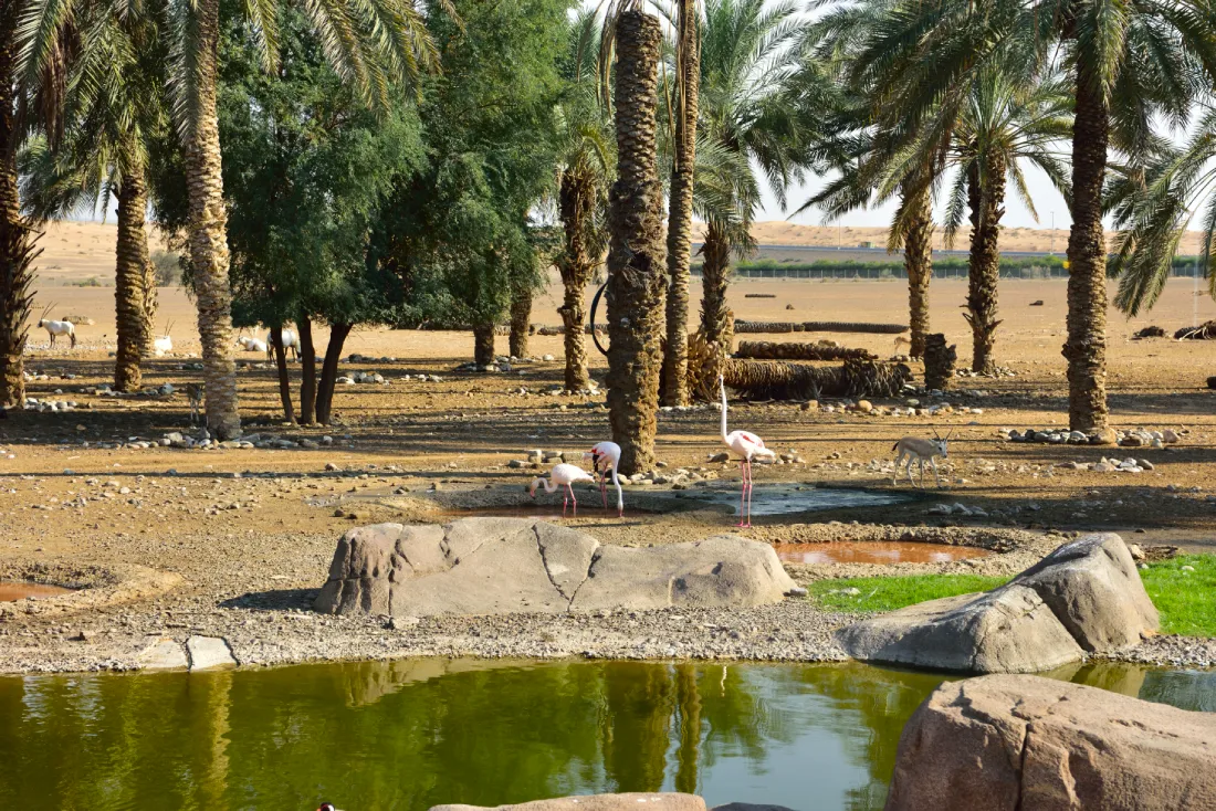 Арабский центр дикой природы